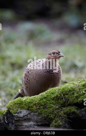 Henne Fasan, Phasianus Colchicus, East Yorkshire, UK Stockfoto