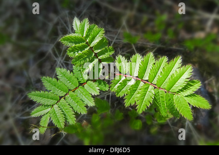 Junge Eberesche, Sorbus Aucuparia / junge Eberesche, Sorbus Aucuparia Stockfoto