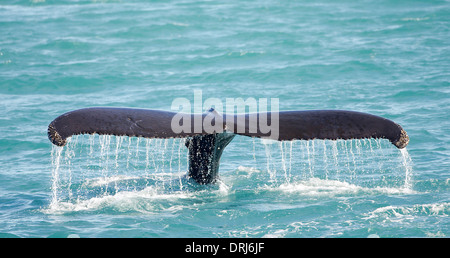 Impressionen Novaeangliae Buckelwal Prosakunstwerk Ab / Humpback whale Tauchen, Impressionen Novaeangliae Stockfoto