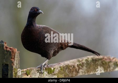 Schwarze Henne Fasan, Phasianus Colchicus, East Yorkshire, UK Stockfoto