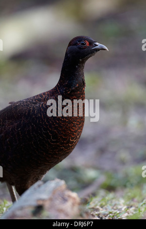 Schwarze Henne Fasan, Phasianus Colchicus, East Yorkshire, UK Stockfoto