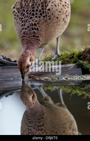 Fasan, Phasianus Colchicus, trinken aus einem Teich, East Yorkshire, UK Stockfoto