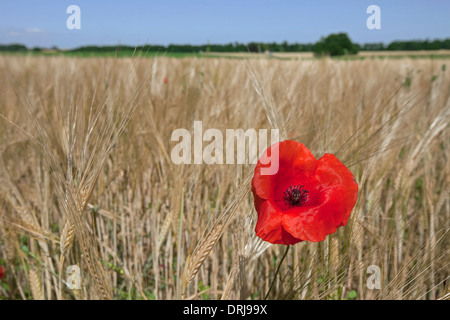 Kulturlandschaft zeigt gemeinsame roten Mohn / Feld Mohn (Papaver Rhoeas) blühen im Kornfeld auf Ackerland im Sommer Stockfoto