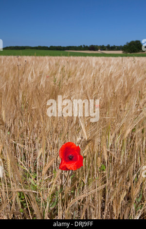 Kulturlandschaft zeigt gemeinsame roten Mohn / Feld Mohn (Papaver Rhoeas) blühen im Kornfeld auf Ackerland im Sommer Stockfoto
