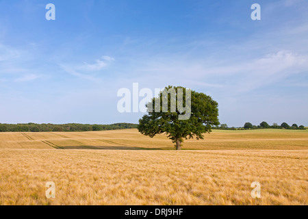 Eiche / Pendelbewegung Eiche (Quercus Robur), einsame Baum im Kornfeld im Sommer Stockfoto