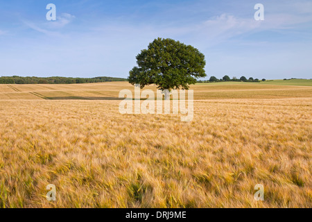 Eiche / Pendelbewegung Eiche (Quercus Robur), einsame Baum im Kornfeld im Sommer Stockfoto