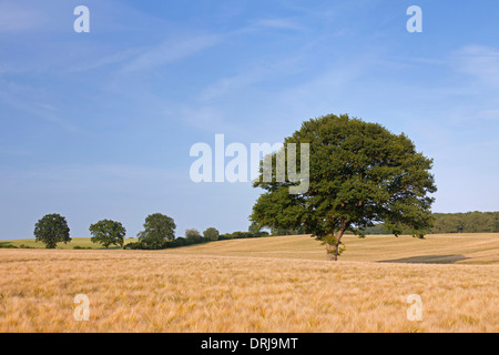 Eiche / Pendelbewegung Eiche (Quercus Robur), einsame Baum im Kornfeld im Sommer Stockfoto