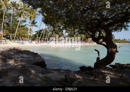 Gerändelte Baum mit Strand und Palmen Treees Dreams La Romana Hotel; Dominikanische Republik. ungespitzten Stockfoto