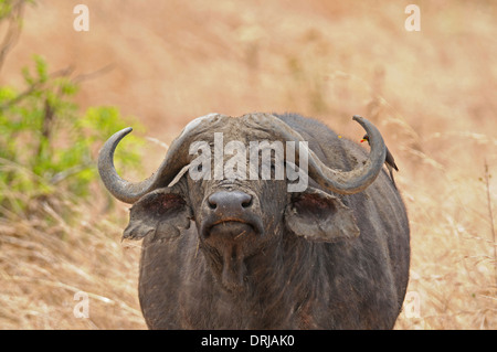 Kaffernbüffel (Syncerus Caffer) gelb-billed Oxpecker (Buphagus Africanus) auf Nahrungssuche ist zurück. Stockfoto