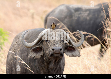 Kaffernbüffel (Syncerus Caffer) gelb-billed Oxpecker (Buphagus Africanus) thront auf seinem Kopf. Stockfoto