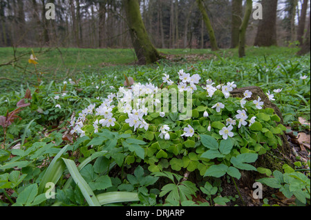 Oxalis Acetosella, Sauerklee oder Sauerampfer Holz ist eine Pflanze aus der Gattung Oxalis, häufig in den meisten Europa und Teile Asiens Stockfoto