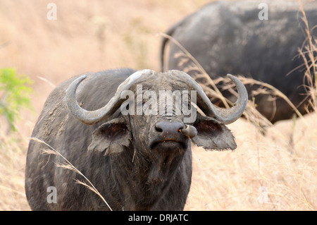 Kaffernbüffel (Syncerus Caffer) gelb-billed Oxpecker (Buphagus Africanus) auf der Suche nach Nahrung auf den Kopf. Stockfoto