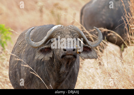 Kaffernbüffel (Syncerus Caffer) mit gelb-billed Oxpecker (Buphagus Africanus) auf der Suche nach Nahrung auf den Kopf. Stockfoto