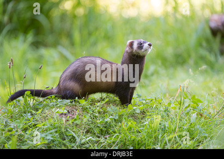 Europäischer Iltis, Fell, Iltis, Marder, Mustela Putorius, Raubtier Stockfoto