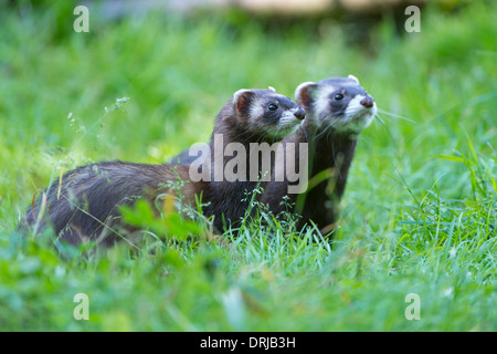 Europäischer Iltis, Fell, Iltis, Marder, Mustela Putorius, Raubtier Stockfoto