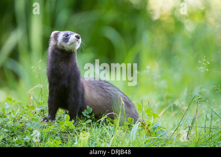 Europäischer Iltis, Fell, Iltis, Marder, Mustela Putorius, Raubtier Stockfoto