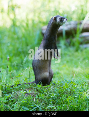 Europäischer Iltis, Fell, Iltis, Marder, Mustela Putorius, Raubtier Stockfoto