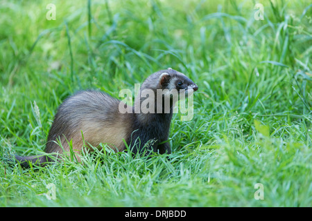 Europäischer Iltis, Fell, Iltis, Marder, Mustela Putorius, Raubtier, Tier, Tiere, Saeugetier, Saeugetiere Stockfoto