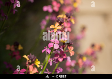 Wegrauke 'Chelsea Jacket' Blumen in hellen Multi Farben Stockfoto