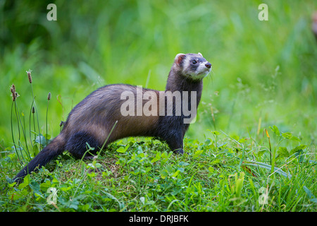 Europäischer Iltis, Fell, Iltis, Marder, Mustela Putorius, Raubtier, Tier, Tiere, Saeugetier, Saeugetiere Stockfoto
