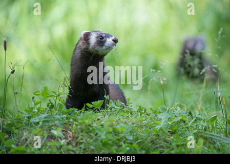 Europäischer Iltis, Fell, Iltis, Marder, Mustela Putorius, Raubtier, Tier, Tiere, Saeugetier, Saeugetiere Stockfoto