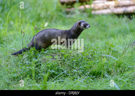 Europäischer Iltis, Fell, Iltis, Marder, Mustela Putorius, Raubtier Stockfoto