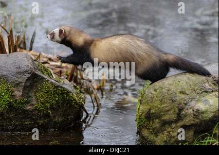 Europäischer Iltis, Fell, Iltis, Marder, Mustela Putorius, Raubtier Stockfoto