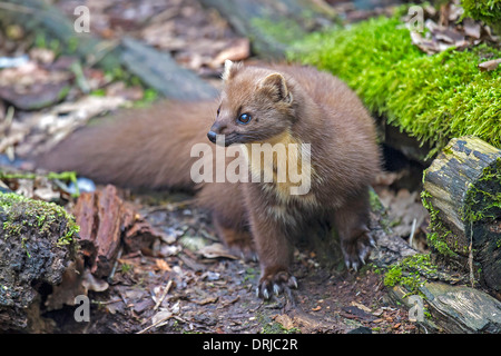 Baummarder, fiel, Marder Martes Martes, Raubtier, Flink, Klettern, Kletternd Stockfoto