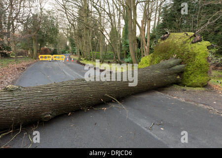 Sevenoaks, Kent. 27. Januar 2014. Einem ausgewachsenen Baum umgeweht bei Wind und Regen an der Spitze der Sevenoaks Kent, White Horse Road, 27. Januar 2014, verursacht eine Straßensperrung auf einer Landstraße.  Bildnachweis: Yon Marsh/Alamy Live-Nachrichten Stockfoto