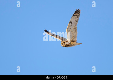 ASIO Flammeus, Short-eared Owll, Sumpfohreule, Eiule, Fliegend, Vogel, Voegel, Eule, Sumpfohreule, Flug, Flugaufnahme, Tier, Krawatte Stockfoto