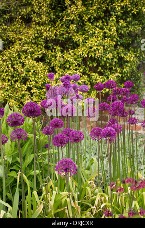 Allium Aflatunense 'purple Sensation' Blumen Stockfoto