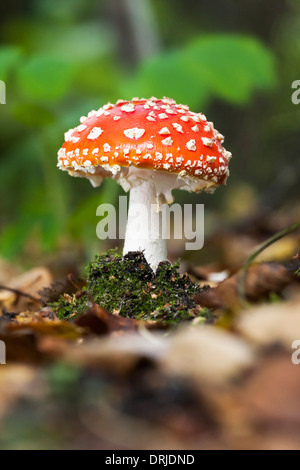 Kleine Flyagaric oder Pilz wächst auf dem Boden Stockfoto