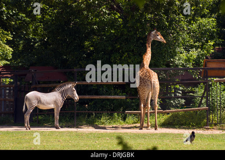 Tiere im Moskauer Zoo, Zebra und giraffe Stockfoto