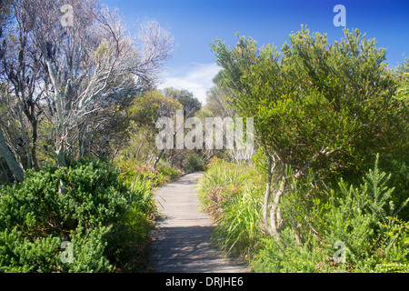 Boardwalk durch Bush Buschland Bushwalk Sydney HArbour National Park Sydney New South Wales Australien Stockfoto