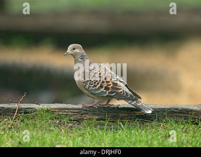 Orientalische Turteltaube - Streptopelia Orientalis - 1. winter Stockfoto