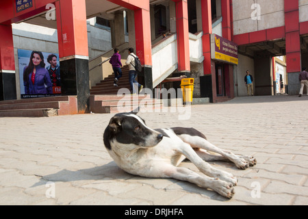 Die Metro Delhi, Delhi, Indien, mit einem wilden Hund im Vordergrund. Stockfoto