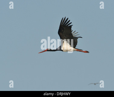 Schwarzstorch - Ciconia nigra Stockfoto