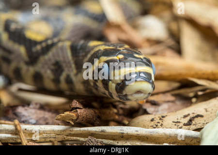 Mandarin Ratsnake oder Ratte Schlange, aus China, mit undurchsichtigen Augen vor dem vergießen Haut Stockfoto