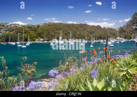 Boote im Hafen von Norden mit Blumen im Vordergrund Fairlight Manly Sydney New South Wales NSW Australia Stockfoto
