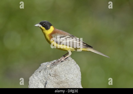 Black-headed Bunting - Emberiza Melanocephala - erwachsenen männlichen Stockfoto