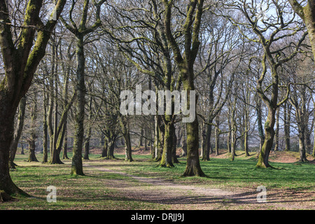 Die Eisenzeit Fort Blackbury Burg oder Camp, in Devon, England Stockfoto