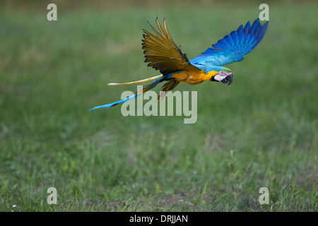 Amazon Papagei fliegt über eine Wiese Stockfoto