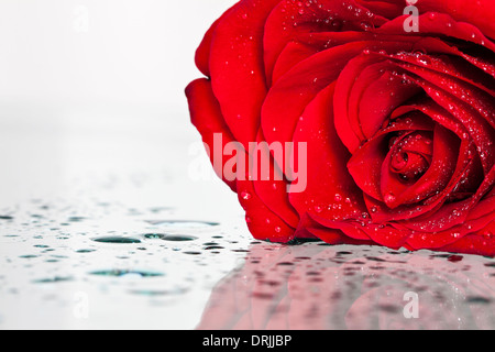 Rote rose mit Tau bedeckt Stockfoto