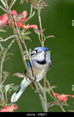 Alert Bluejay, Cyanocitta cristata, Seitenansicht, in rosa Hartriegelbaum blühen im Frühjahr gehockt, Nahaufnahme, Missouri USA Stockfoto