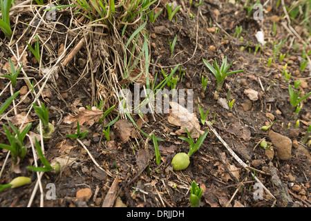 Ständiger Regen Waschen entfernt Oberboden und erodieren Wald Banken auszusetzen blue Bell-Birnen, die helfen, Boden Banken zu stabilisieren Stockfoto