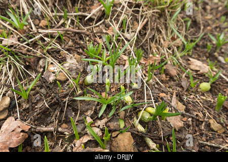 Ständiger Regen Waschen entfernt Oberboden und erodieren Wald Banken auszusetzen blue Bell-Birnen, die helfen, Boden Banken zu stabilisieren Stockfoto