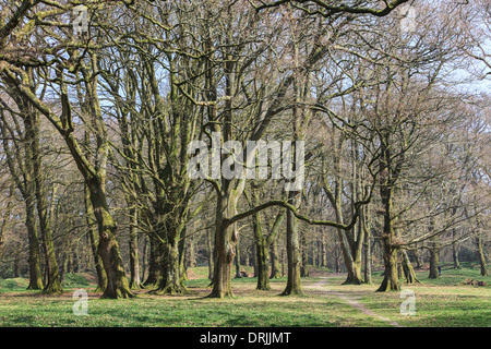 Die Eisenzeit Fort Blackbury Burg oder Camp, in Devon, England Stockfoto