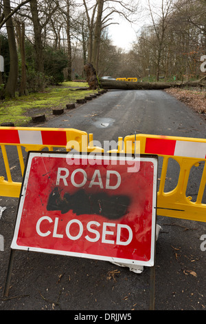 Einem ausgewachsenen Baum geblasen über bei Wind und Regen an der Spitze der Sevenoaks verursacht Straßensperrung Stockfoto