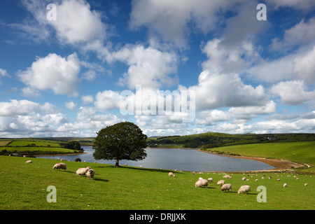 Ein einsamer Baum auf Bodmin Moor Stockfoto