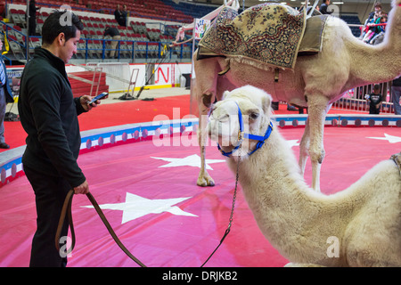 Flint, Michigan - ein Kamel sitzt ruhig wie seine Handler sein Handy vor einer Aufführung des Schrein-Zirkus überprüft. Stockfoto